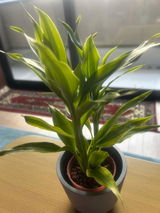 匿名 review photo