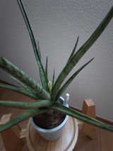 匿名 review photo