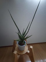 匿名 review photo