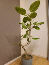 匿名 review photo