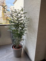 匿名 review photo