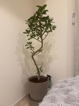 匿名 review photo