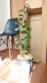 黒猫まなぶ review photo