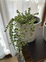 匿名 review photo