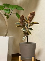 匿名 review photo