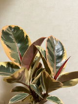 匿名 review photo