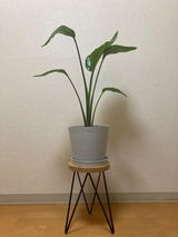 匿名 review photo