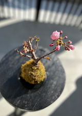 匿名 review photo