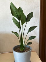 匿名 review photo