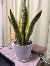 匿名 review photo