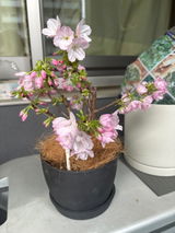 匿名 review photo