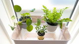 狐斗 review photo