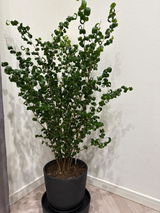 匿名 review photo