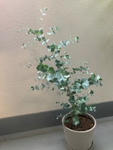匿名 review photo