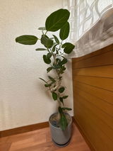 匿名 review photo
