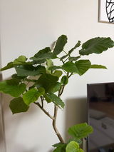 さやか review photo
