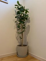 匿名 review photo