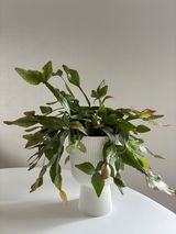 moss green review photo