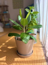 匿名 review photo