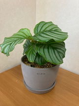 匿名 review photo