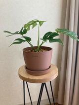 匿名 review photo