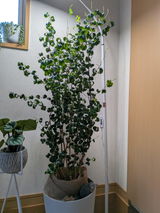 匿名 review photo