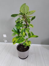 匿名 review photo