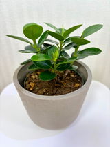 齋藤淳司 review photo