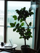 ZEN review photo