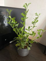 匿名 review photo
