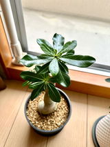 E.ai review photo