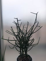匿名 review photo