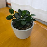 匿名 review photo