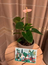 匿名 review photo