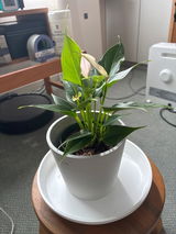 匿名 review photo