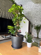 匿名 review photo