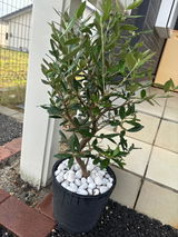 Cheri review photo