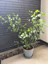 匿名 review photo