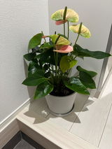 はな review photo