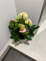 はな review photo