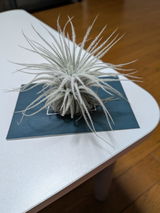 匿名 review photo