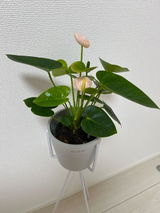 はな review photo