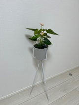 はな review photo