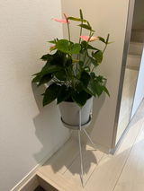 はな review photo