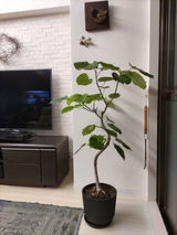 匿名 review photo