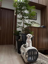 匿名 review photo