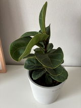 匿名 review photo