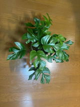 福子 山田 review photo