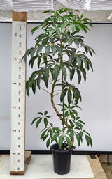 匿名 review photo