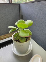 匿名 review photo
